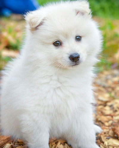 Dog chewing toy