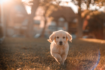 Golden retriever playing
